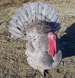 Blue Slate Turkey