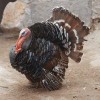 bronze turkey