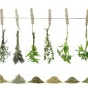 fresh herbs hanging on a rope