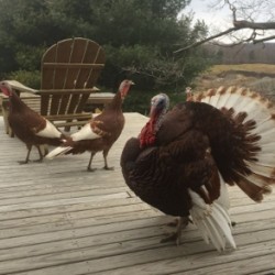 Bourbon Red Turkey