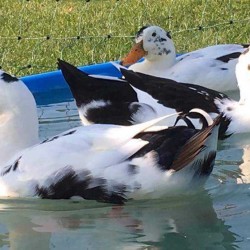 Ancona Ducks for Sale