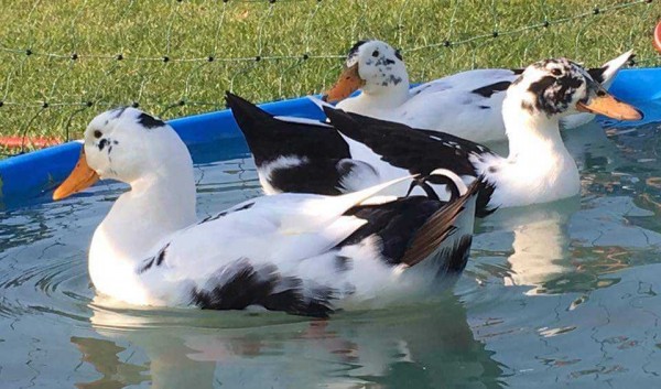 Ancona Ducks for Sale