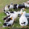 Ancona Ducks for Sale
