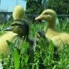 Assorted Duck Special Ducklings