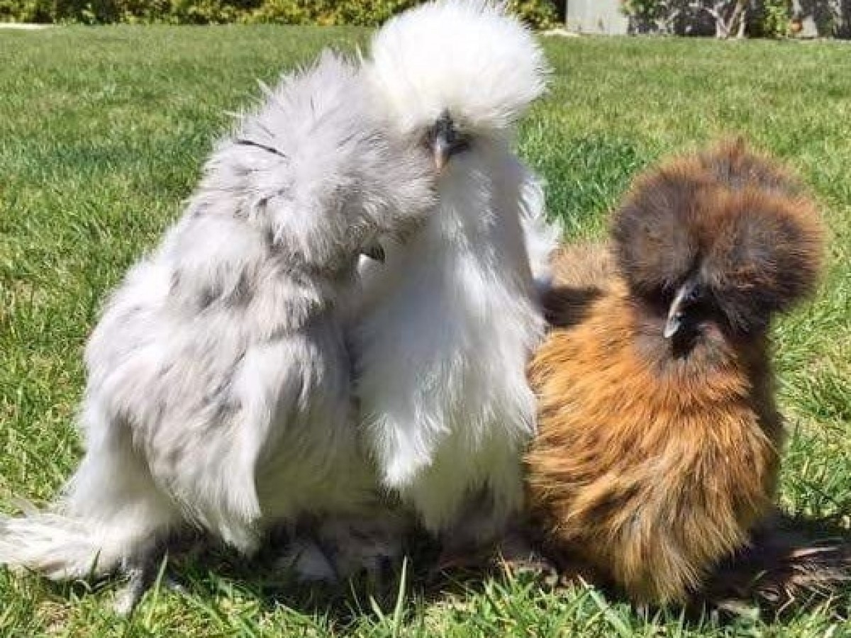 Assorted Silkie Chickens