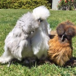 Assorted Silkie Chickens