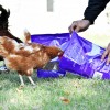 Pecking Order Dried Mealworms