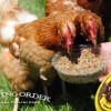 Pecking Order Sun Pecks