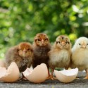 How to Incubate Chicken Eggs