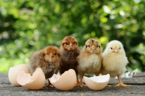 How to Incubate Chicken Eggs