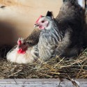 How to Treat and Prevent Coccidiosis in Chickens