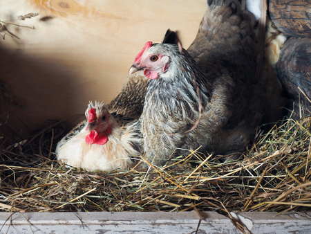 How to Treat and Prevent Coccidiosis in Chickens