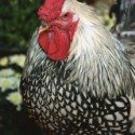 4 Facts About the Silver Laced Wyandotte