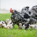 Tips for Raising Chickens in the City