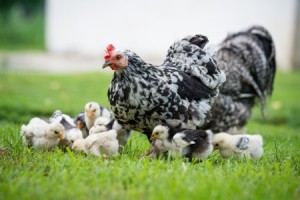 Tips for Raising Chickens in the City