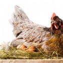 What is a Broody Hen and How Do You Handle It?