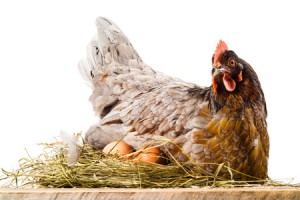 What is a Broody Hen and How Do You Handle It?