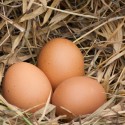 How to Strengthen Your Chickens' Eggshells