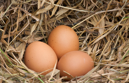 How to Strengthen Your Chickens' Eggshells