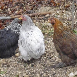 Assorted Bantam Chicks