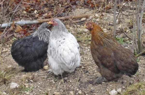Assorted Bantam Chicks