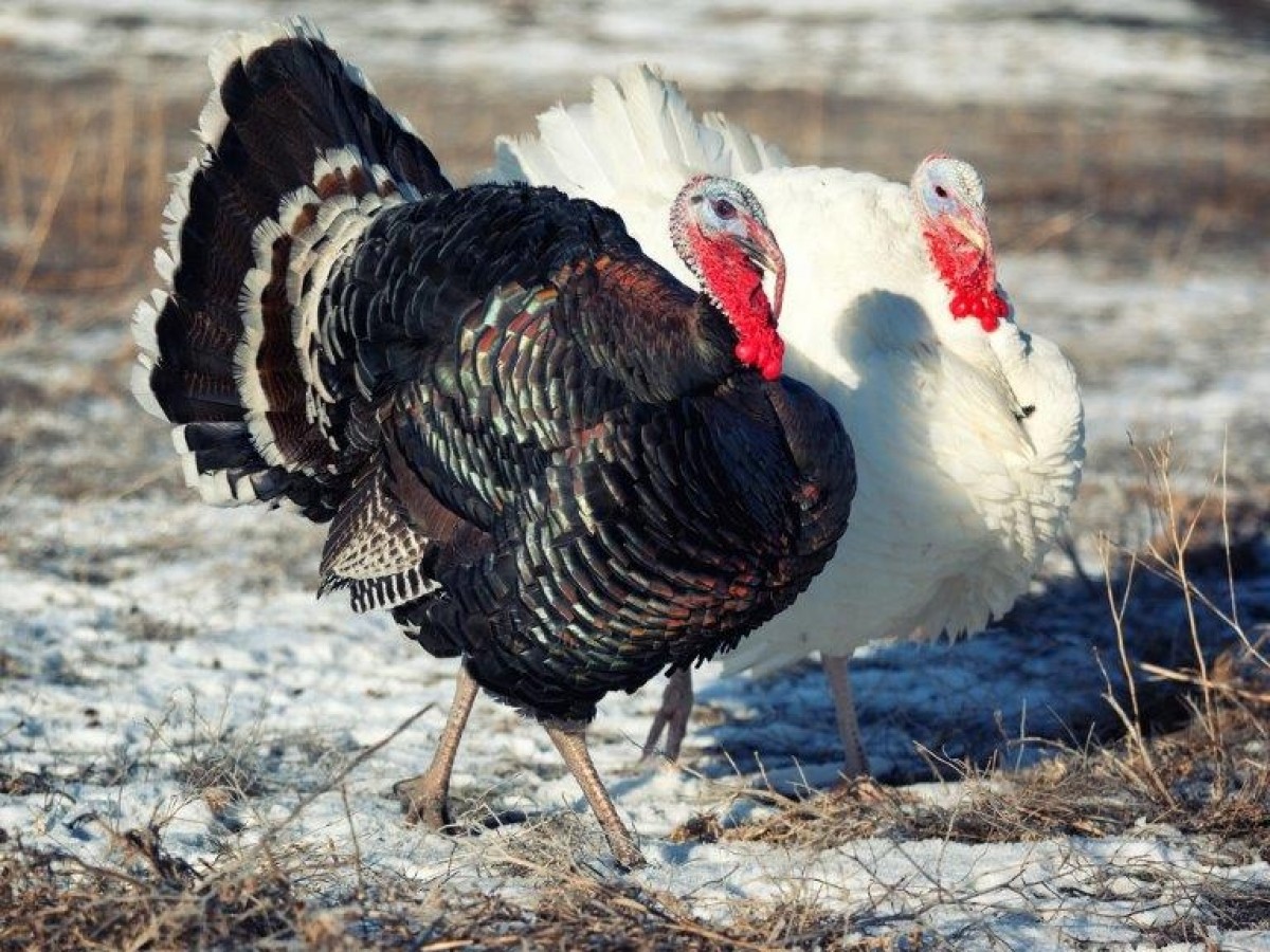 turkeys for sale near me Super Handsome EZine Slideshow