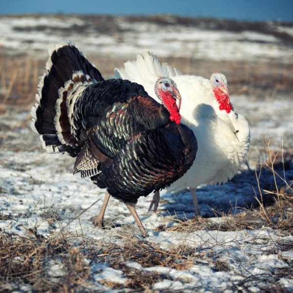 Assorted Broad Breasted Turkey