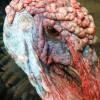 Turkey head