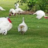 Assorted Broad Breasted Turkeys