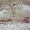 Assorted Broad Breasted Turkey chicks