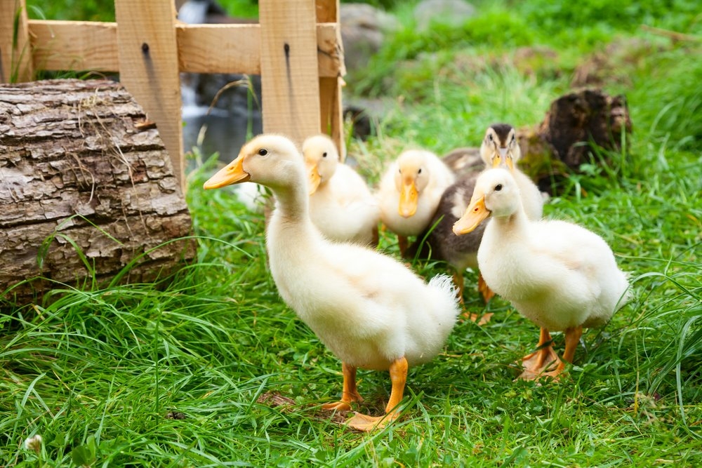 Pet Baby Ducks For Sale
