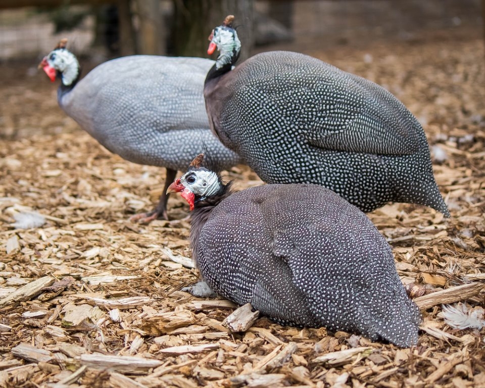Keets Guinea Fowl for Sale Online Chickens For Backyards