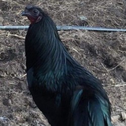 Black Sumatra Chicken