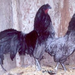 Blue Sumatra Chicken