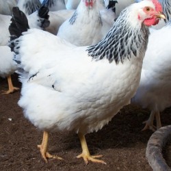 Columbian Rock Chicken