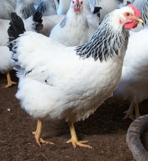 Columbian Rock Chicken