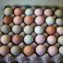 Egg Color Trio