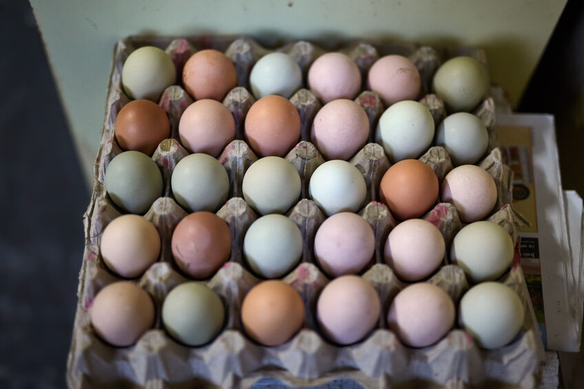 Fresh eggs as background, closeup