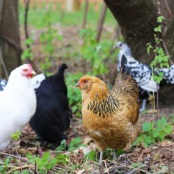 Egg Color Trio Chickens for Sale