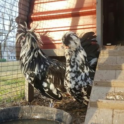 Mottled Houdan Chicken