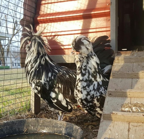 Mottled Houdan Chicken