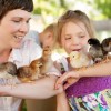 Mystery Chick Hatchery Choice
