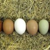 Mystery Chick Hatchery Choice eggs