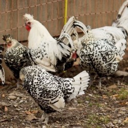 Silver Spitzhauben Chickens