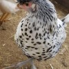 Silver Spitzhauben Chicken
