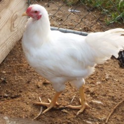 White Chantecler Chicken