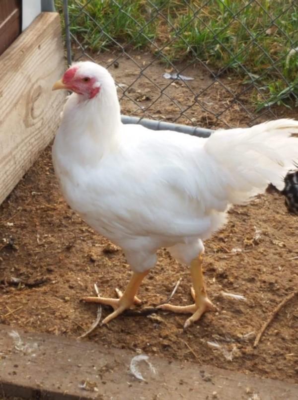 White Chantecler Chicken