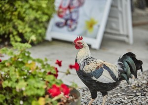 How to Keep Your Chickens Out of Your Garden