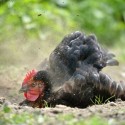 Everything You Need to Know About Chicken Dust Baths