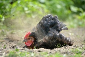 Everything You Need to Know About Chicken Dust Baths